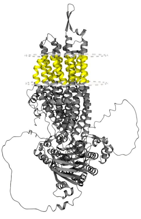 TmAlphaFold